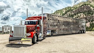 Peterbilt 389  Hauling Cows On The Million Dollar Highway [upl. by Audsley]