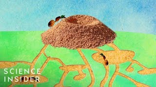 Whats Inside An Anthill [upl. by Malarkey]