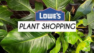 Philodendron Squamiferum amp house plants worth buying at Lowe’s Garden Center [upl. by Chancelor]