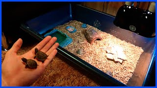 Baby Tortoises Meet Their Dad For The First Time [upl. by Clarkson]