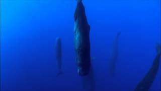 Sperm Whales Sleeping  Discovery Ch Magic of the Blue [upl. by Sharon579]