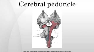 Cerebral peduncle [upl. by Eras]