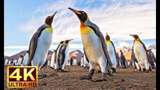 Antartida Salvaje  El mundo de los Pinguinos Documental en español [upl. by Ibmab]