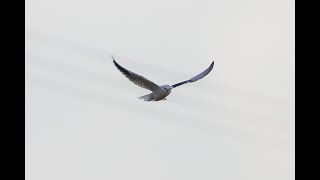 Blackwinged Kite St Osyth Essex 22723 [upl. by Cordelia]