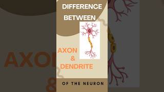 5 Differences between Axon and Dendrite of a neuron [upl. by Georgette]