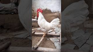 Rooster Crowing 🐓📢🤩 S05E07 shorts [upl. by Pavier]