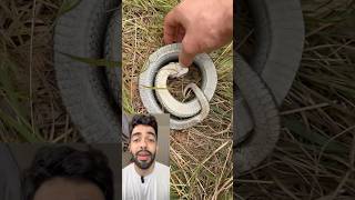 Ela achou que ela tava morta e foi pegar na mão animais cobra hognose [upl. by Noonberg]