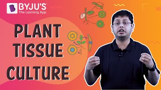 Plant Tissue Culture [upl. by Lerual]