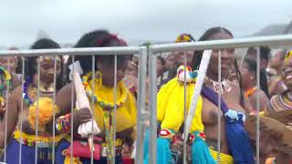 King Misuzulu Swaziland Maidens took over KwaZULU eNyokeni The message on the song is clear [upl. by Aleta996]