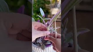 Tradescantia Nanouk plants propagation garden indoorplants plantcare gardening plantas plant [upl. by Ahsiuqel574]