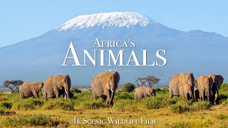 Africas Animals 4K  Scenic Wildlife Film With Inspiring Music [upl. by Einahpet]