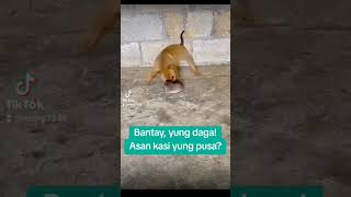 Dog vs rat shorts dog doglover pets rat fyp reels viralvideo foryou trending petlovers [upl. by Higginson]