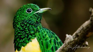 African Emerald cuckoo knysna diepwalle forest natures songs Camping Decks Sanparks Forest birds [upl. by Saalocin]