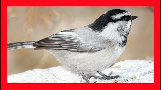 Mountain Chickadee Song Mountain Chickadee Call Sound  Carbonero Montañés Canto Poecile Gambeli [upl. by Celene]