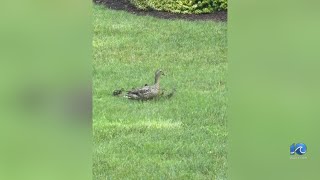 Ducklings rescued from storm drain in Suffolk [upl. by Julieta]