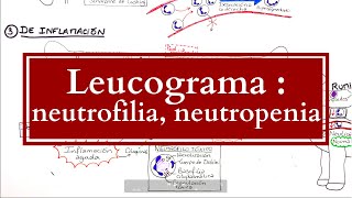 Leucograma  Alteraciones Neutrofílicas neutrofilias neutropenias [upl. by Castara]