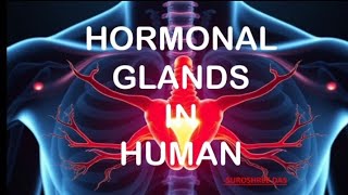 hormonal glands in human  biology hormones glands biology eduguide lifescience education [upl. by Einolem935]