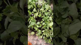 Dhaliya Saplings Propagation  Diffrent colorssaplings viralvideo [upl. by Ytissac]