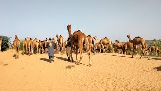 Hundreds of camels with Herder moving from Sandy Dunes of Desert Tharparkar trending camel [upl. by Schubert]