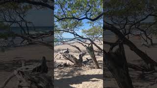 Playa Avellanas Costa Rica Beach costarica [upl. by Wenoa268]