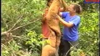 Outra Mandioca Gigante É Encontrada Na Zona Rural De Manhuaçu [upl. by Nebra]