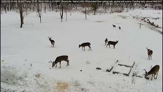 Buck Legends of the Deer Pantry together Vincent Lefty amp Braveheart [upl. by Anemij448]