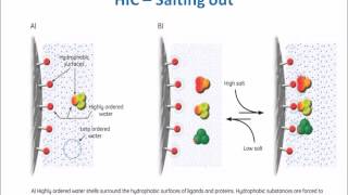 Hydrophobic Interaction Chromatography Theory and Principle [upl. by Nahsrad]