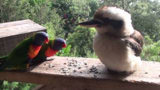 Funny Australian birds [upl. by Anuahsat]