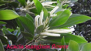 Acacia mangium Flowers for pollen and leaves for nectar [upl. by Atteuqihc]