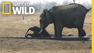 Watch as a Baby Elephant Gets a Helping Hand  Nat Geo Wild [upl. by Sarazen613]