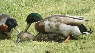 Mallard Ducks Mating  Duck Mating [upl. by Etnemelc]