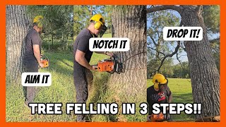 FELLING TREES LIKE A BOSS  3 SIMPLE STEPS [upl. by Nebuer]