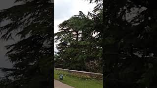 Chail Palace in Shimla  Himachal Pradesh ChailPalace Shimla manjuhandaorganicgardening [upl. by Redfield]