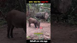 Pig trap  শুকর ধরার ফাঁদ 😱 Amazing facts  Unknown Facts  Mayajal  Ojana Rohosso  shorts facts [upl. by Attennod]