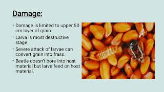 what is khapra Beetle its life cycle damage and their management [upl. by Anirod50]