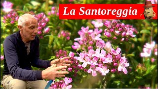 Piante Aromatiche Trapianto e Rinnovo della SANTOREGGIA [upl. by Laddy]