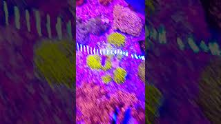 how to get zoanthids to grow faster zoanthids zoas corals [upl. by Derr]