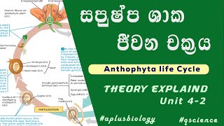 සපුෂ්ප ශාක ජීවන චක්‍රය සරලව පැහැදිලිව  Anthophyta life cycle  aplusbiology [upl. by Talbot]