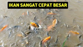 BUDIDAYA IKAN MAS DI KOLAM SAWAH  IKAN CEPAT BESAR [upl. by Shimberg]