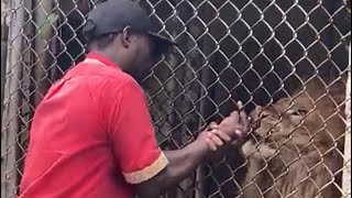 Zoo Attendant’s Finger Bitten Off By Lion where Is The Joke [upl. by Yelnet]