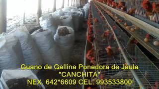 GALLINAZA PERU GUANO DE GALLINA PONEDORA DE JAULA CHINCHA  PERU [upl. by Arni]