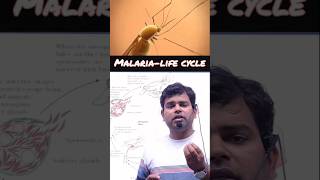 Life cycle of malaria parasite biology neet malaria shorts viralshorts mbbs [upl. by Retxed]