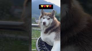 Bella is so cute🥰 shortvideo viralvideo viralshorts doglover doglife cutedog funnydogs love [upl. by Audras]