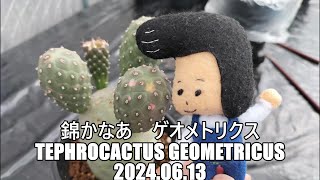 錦かなあ ゲオメトリクスTephrocactus geometricus 2024 06 13 [upl. by Helfand]