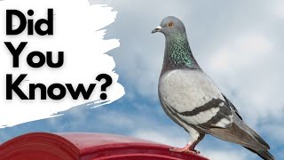 Things you need to know about PIGEONS [upl. by Jelene]