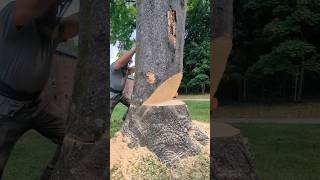 Felling ailanthus treestraubtreeexperts dangerous hasqvarna treework [upl. by Korwun]