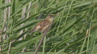 Goldenheaded Cisticola [upl. by Cirdahc]