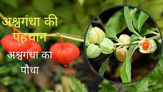 अश्वगंधा की पहचान  Ashwagandha ka paudha kaisa hota hai  अश्वगंधा का पौधा कैसा होता है [upl. by Durst934]