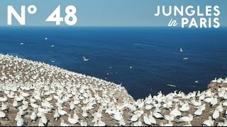 The Giant Gannet Colony of the Gaspé Peninsula Bonaventure Quebec [upl. by Nrublim]