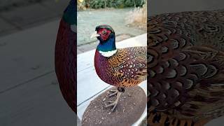 Pheasant Taxidermy taxidermy taxidermist pheasants [upl. by Nalyac]